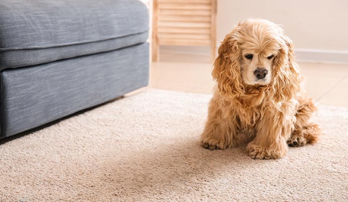 a dog sitting on a rug