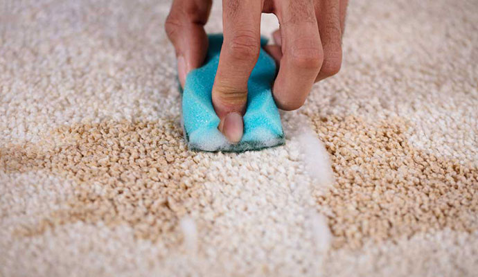 A person removing stain from the rug