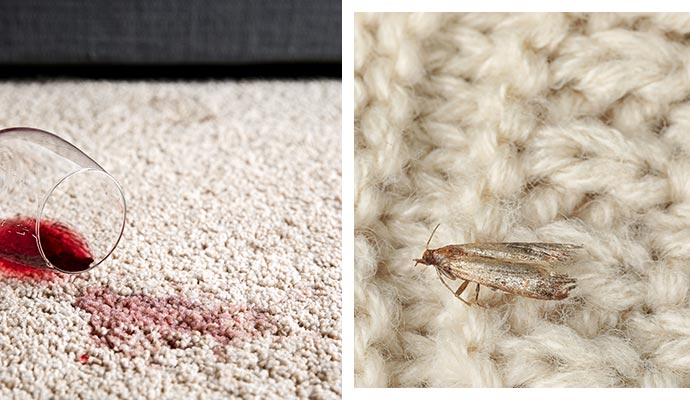 collage of rug stain, and moth on the rug