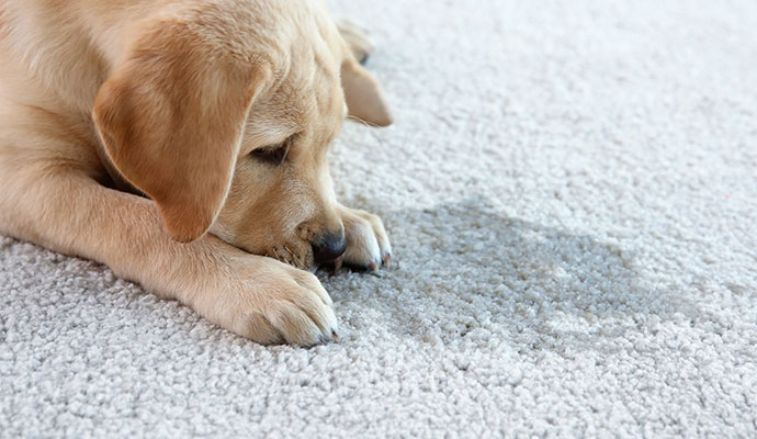 Pet Stain Removal