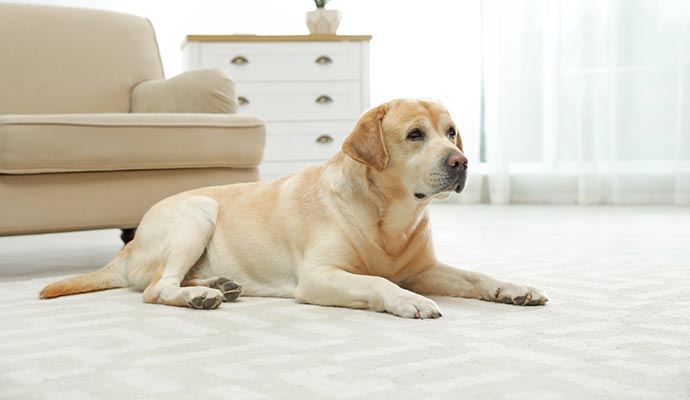 pet on rug